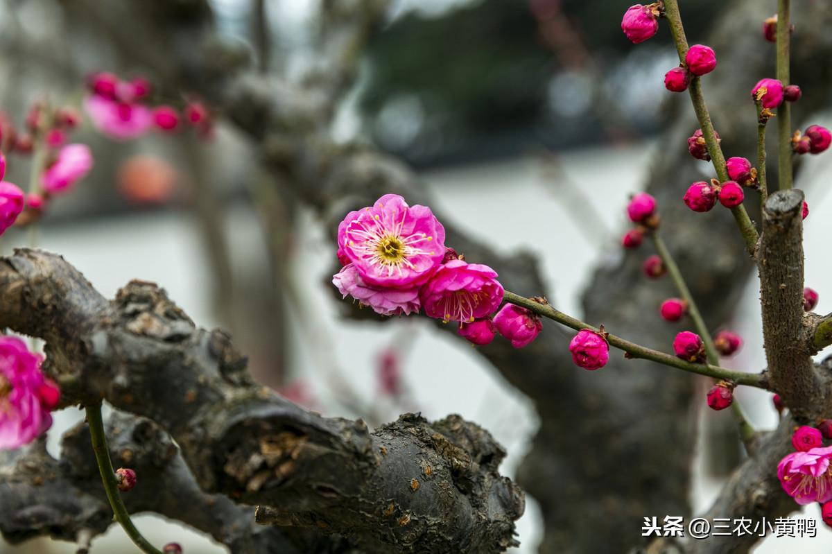 梅花三弄澳门资料库，实践解答解释落实_特别版36.84.68